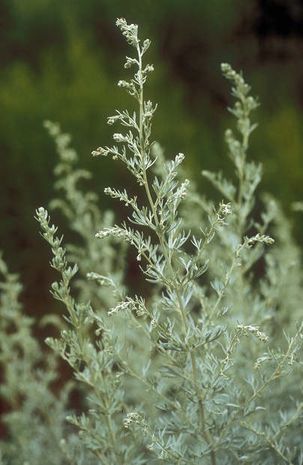 Artemisia Plant, Xeriscape Plants, Artemisia Absinthium, Silver Plant, Plant Aesthetic, Green Garden, Brick House, Body Painting, Garden Plants