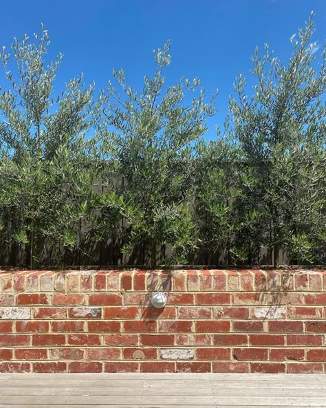 Walled Front Garden, Red Brick Planter Ideas, Recycled Brick Garden Bed, Recycled Bricks In The Garden, Red Brick Garden Bed, Brick Planter Boxes Front Porches, Recycled Brick Retaining Wall, Brick Wall Around Patio, Recycled Brick Wall