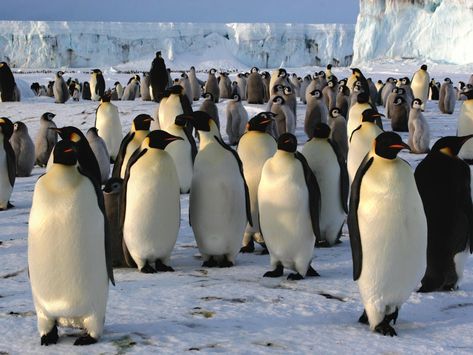 Emperor Penguin Chick, Antarctica Travel, Royal Family Portrait, Penguin Species, Conservation Biology, Group Hug, Sea Ice, Emperor Penguin, Wipe Out