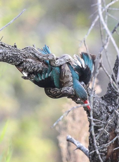 Snakes eats Kingfisher Snake Eating Snake, Snake Eating, Pet Portraits Photography, Cute Reptiles, Reptiles And Amphibians, Funny Animal Memes, Kingfisher, Animal Photo, Amphibians