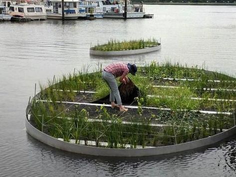 Floating Garden Architecture, Wetland Architecture, Floating Wetland, Floating Gardens, Landscape Interior, Floating Architecture, Community Gardens, Farm Day, Structured Water