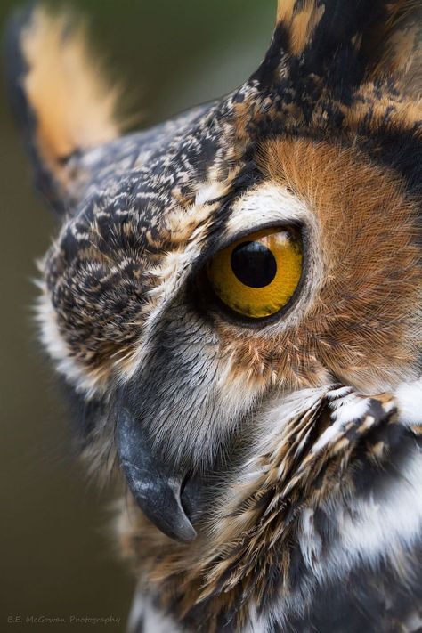 Wildlife Photography: Chomper is a great horned owl from Mountsberg. Always wanted a nice tight shot of him. Owl Portrait, Regard Animal, Animal Photography Wildlife, Owl Photography, Owl Photos, Owl Pictures, Beautiful Owl, Great Horned Owl, Wildlife Photos