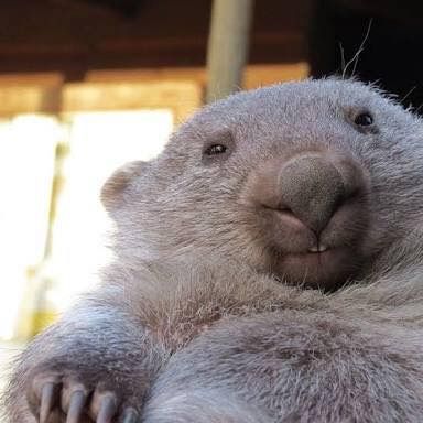 Wombat - too cute! Koala Meme, Cute Wombat, Baby Wombat, Funny Koala, The Wombats, Australian Animals, Cute Creatures, An Animal, Koala Bear