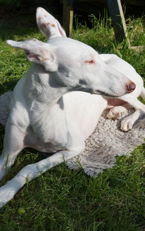 Pharaoh Hound white Ibizan Hound White, White Ibizan Hound, Short Haired Dogs, Ibizan Hound, Hound Breeds, Pharaoh Hound, Big Dog Breeds, Hound Puppies, Albino Animals