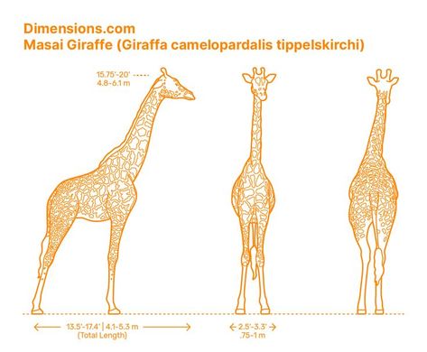 Reticulated Giraffe, Mammals Animals, Anatomical Drawings, Masai Giraffe, Leg Reference, Animal Anatomy, Crocodiles, East Africa, Giraffes