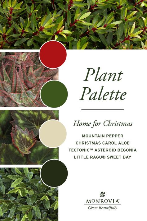 Aromatic Herbs Garden, Winter Soups And Stews, Plant Gift Ideas, Gift Ideas For Gardeners, Chicago Bungalow, Plant Palette, Landscape Drainage, Deck Designs Backyard, Aromatic Plant