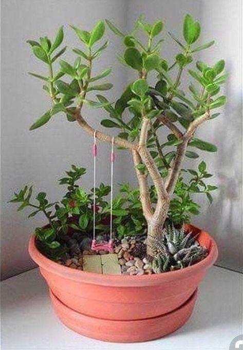 Tiny Garden Ideas, Fairy Garden Pots, Indoor Fairy Gardens, Tanaman Indoor, Fairy Garden Plants, Fairy Garden Crafts, Fairy Garden Designs, Succulent Garden Diy, Concrete Projects