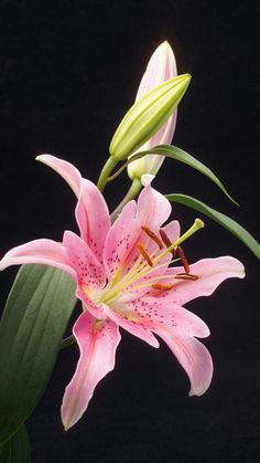 Beautiful Flowers Photos, The Secret Garden, Arte Floral, Exotic Flowers, Lily Flower, Flower Images, Flowers Nature, Beautiful Blooms, Flower Photos