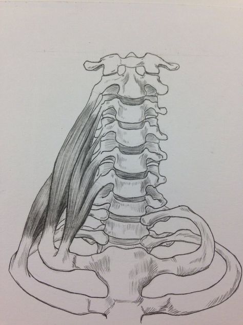 Deep Muscles of the Neck Front View by https://www.deviantart.com/billydoubleu on @DeviantArt Neck Bone Drawing, Skeleton Neck, Anatomy Of The Neck, Neck Anatomy, Bone Drawing, Muscles Of The Neck, Neck Bone, Face Anatomy, Skeleton Drawings