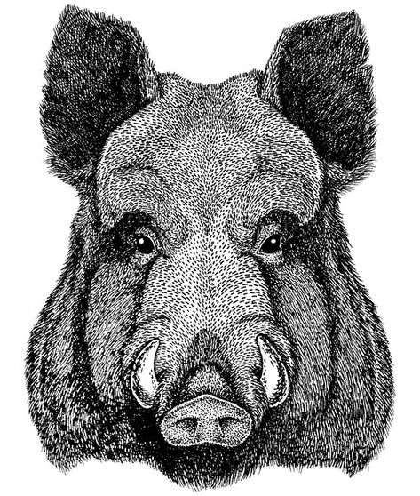 A black and white drawing of a boar.  #boar #wildswine #eurasianwildpig #wildpig #wildanimal #animals #wildlife #hoghunting #pighunting #wildboar #hog #hogs #whitetail #boarhunting #hoghunter  #wildhogs #bigbuck Hunting Backgrounds, Boar Hunting, Angry Animals, Art Loft, Wild Pig, Wild Hog, Pig Drawing, Baby Dolphins, Australia Animals