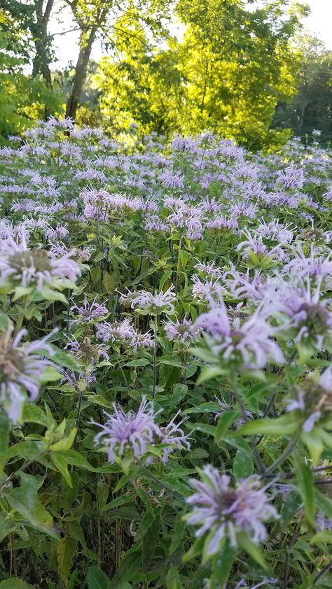 Wild Bergamot Plants, Missouri Native Plants Landscapes, Bergamot Plant, Missouri Wildflowers, Monarda Fistulosa, Bergamot Flower, Wild Bergamot, Naturalistic Garden, Native Plant Gardening