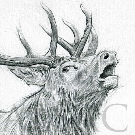 Stag Drawing, Deer Sketch, Deer Drawing, Realistic Illustration, Deer Illustration, Hyper Realistic Paintings, Wildlife Artwork, Wildlife Paintings, Wildlife Artists