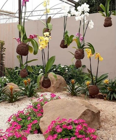 Garden Landscaping Design Ideas, Small Backyard Garden Design, Ground Orchids, Hanging Orchid, Orchid House, String Garden, Rock Plants, Orchid Planters, نباتات منزلية