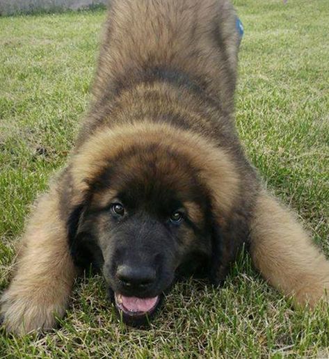 Leonberger Dog Puppy, Leonberger Puppy, Estrela Mountain Dog, Leonberger Dog, Big Fluffy Dogs, Funny Sounds, Giant Dog Breeds, Get Scared, Get Angry