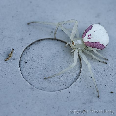 https://flic.kr/p/KEGWL6 | Goldenrod crab spider (flower crab spider) - Misumena vatia -  Araignée-crabe | Images taken by hoan luong is licensed under a Creative Commons Attribution-NonCommercial-NoDerivs 3.0 Unported License. Spider Flower, Flower Spider, Pretty Spiders, Pink Crab Spider, Goldenrod Crab Spider, Flower Crab, Pink Flower Crab Spider, Giant Sea Spider, Spider Crab Giant