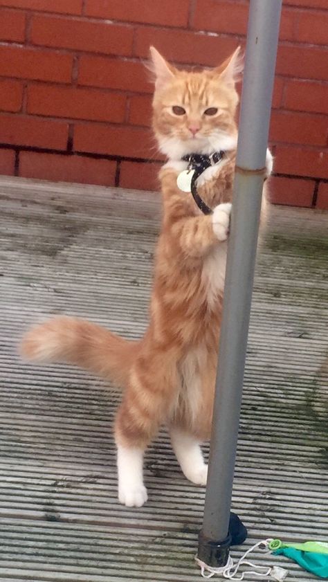 My neighbour's cat doing a spot of pole dancing. [More in comments] Cute Rats, About Cats, All About Cats, Cat Pin, Pole Dancing, The Club, Rats, Dancing, Animals