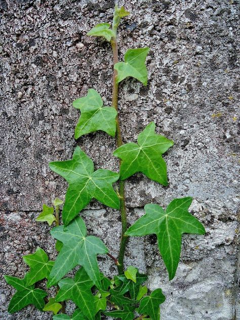 History and Uses of Common Ivy - a holiday plant Common Ivy, Ivy Tattoo, Common Garden Plants, Pergola Decorations, Herbal Academy, Ivy Plant, Evergreen Vines, Hedera Helix, English Ivy