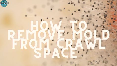 #Mold is a fungus that can grow in dark and damp areas of your home, such as in crawl spaces. Left unchecked, mold can cause extensive damage to your home and health. Luckily, there are steps you can take to detect mold from the crawl space yourself and prevent it from coming back. Blog Outline  […] Blog Outline, Mold In Crawl Space, Diy Crawlspace, How To Remove Mold, Remove Mold, Cleaning Mold, There Is Still Time, Mold Remediation, Mold Growth