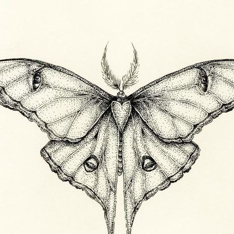 Fluffy Moth Tattoo, Black Moth Tattoo, Lunar Moth Drawing, Luna Moths Tattoos, Moth Sketch, Luna Moth Drawing, Luna Moth Illustration, Stipple Tattoo, Stipple Art