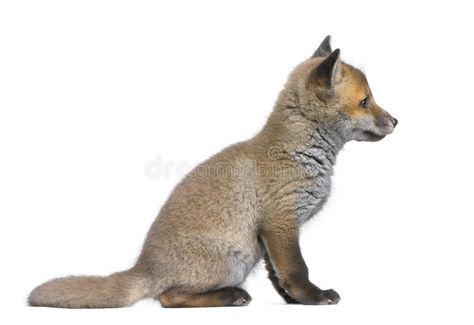 Side view of a Red fox cub (6 Weeks old)- Vulpes v. Ulpes in front of a white ba #Sponsored , #AD, #SPONSORED, #Red, #Side, #view, #fox Fox Side View, Vulpes Vulpes, English Cocker Spaniel, Envato Elements, Red Fox, Side View, Photo Collage, Mammals, Art Style