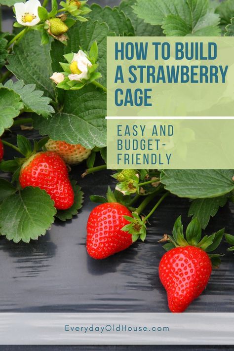 How to build a simple DIY strawberry plant cage to protect your berries from birds and other pests How To Protect Strawberry Plants, Strawberry Cage Diy, How To Cover Strawberry Plants, Diy Plant Cage, Strawberry Netting Ideas, Diy Plant Protectors, Strawberry Trellis Ideas, Strawberry Fence, Protecting Strawberry Plants