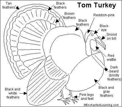 Parts Of A Turkey Free Printable, Turkey Anatomy, Turkey Free Printable, Thanksgiving Activities Preschool, Turkey Bird, Bird Coloring, Senior Games, Tom Turkey, Bird Facts