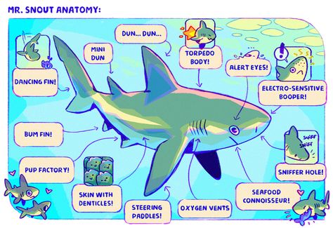 Shark Drawing, Shark Art, Cute Shark, Shark Week, Marine Biology, Marine Animals, Ocean Creatures, Ocean Animals, Anatomy Art