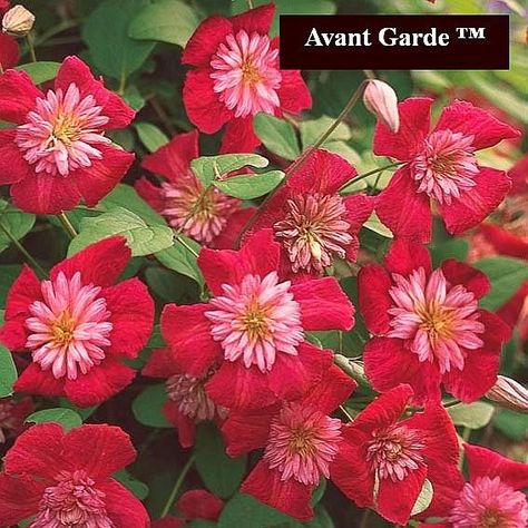 Red Clematis - Avant Garde ™ EVIPO 033 by BakeryBetty on Etsy Horseradish Plant, Clematis Vine, Backyard Plants, Landscaping Supplies, Pot Plant, Root System, Fall Plants, Flower Seeds, Clematis