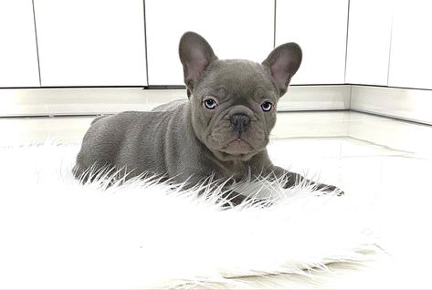 Bulldog Francese Cucciolo #Bulldogfrancese  #Frenchbulldog #frenchiemoments #bulldogfranceseitalia #frenchie #frenchielove #bulldogfrances #frenchieoftheday #frenchiegram #frenchbulldogs #bouledogue Bulldog Francese, Lilac Blue, French Bulldogs, Bulldog Puppies, Blue Eyes, French Bulldog, Bulldog, Lilac, Puppies