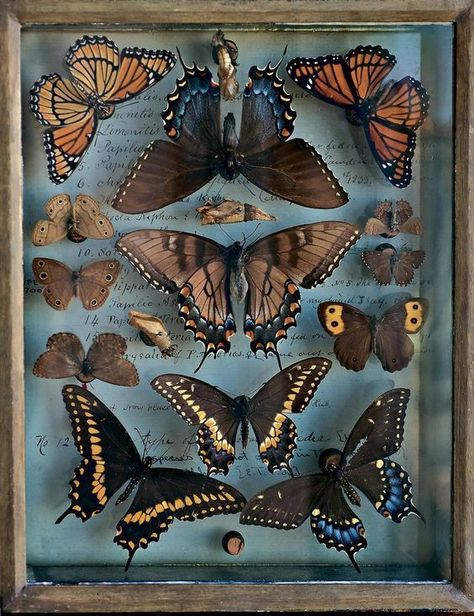 Moth Collection, Vulture Culture, Cabinet Of Curiosities, Arte Inspo, Rembrandt, Beetles, Displaying Collections, Science And Nature, Taxidermy