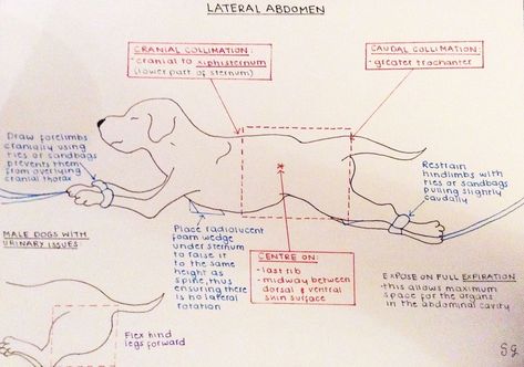 Xray Positioning, Dog Xray, Veterinary Radiology, Vet Tech School, Veterinary Tech, Vet Tech Student, Vet Technician, Veterinary Studies, Veterinary Assistant