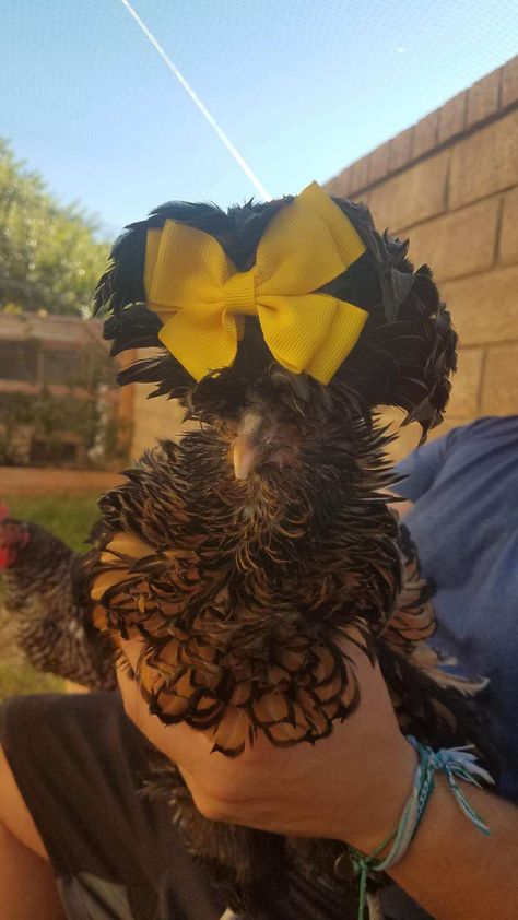 Buff Polish Chicken, Crazy Hair Chickens, Golden Buff Chicken, Polish Frizzle Chicken, Chicken Species, Silkie Frizzle Chickens, Polish Chickens Breed, Chicken Pics, Showgirl Silkie Chicken