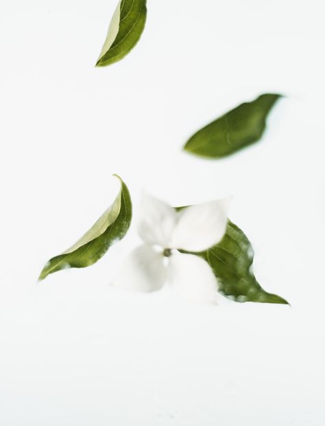 Green Leaves on White Surface ¡¤ Free Stock Photo, #White, #Leaves, #Photo, #Surface, #Green Green Tea Nails, Organic Soap, Flower Tea, Medicinal Herbs, White Wallpaper, Medicinal Plants, White Tea, Flowers Nature, Flower Photos