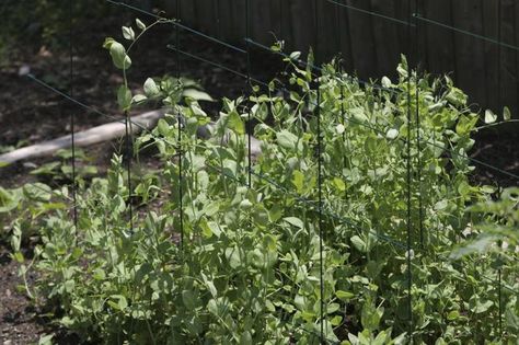 Snow pea plant growing on trellis. Wisteria In A Pot, Pea Plants, Snow Pea, Squash Plant, Pea Plant, Growing Veggies, Snow Peas, Plant Growing, Plant Covers