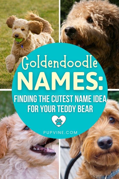 So, you want to hear the most popular Goldendoodle names ever? You better hurry up and check out our list!• Abby• Amber• Apollo• Astro• Bailey• Bambi Teacup Goldendoodle, Goldendoodle Names, Name Idea, Best Dog Names, Cute Corgi Puppy, Corgi Puppies, Welsh Corgi Puppies, Mini Goldendoodle, Great Names