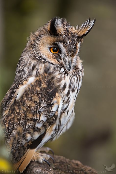 Long-eared Owl by linneaphoto on DeviantArt Owl Habitat, Owl Wisdom, Owl Species, Awesome Owls, Beautiful Owls, Long Eared Owl, Nocturnal Birds, Owl Photography, Funny Owls