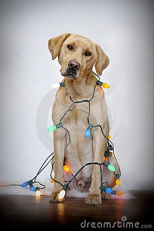 Dog And Christmas Lights Royalty Free Stock Photography - Image: 17713297 Dog Christmas Photos, White Studio Background, Dog Wrap, Stock Photography Free, Dog Photography, Dog Photos, Mans Best Friend, Christmas Dog, Christmas Photos