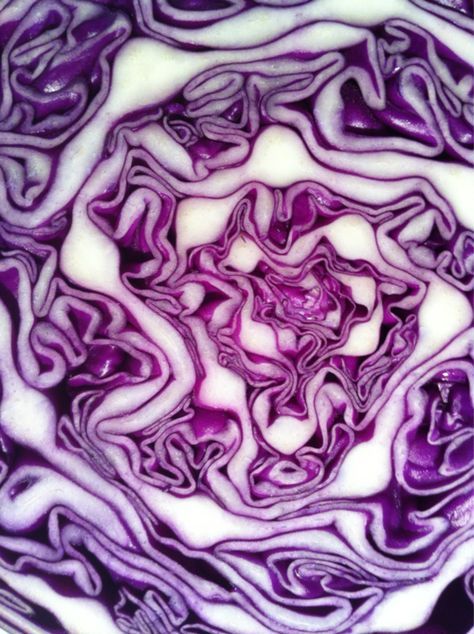 Purple | Porpora | Pourpre | Morado | Lilla | 紫 | Roxo | Lavender | Lilac | Royal | Vegetables Photography, Natural Form Art, Purple Cabbage, Natural Structures, Texture Inspiration, Texture Photography, Close Up Photography, Art Texture, Red Cabbage