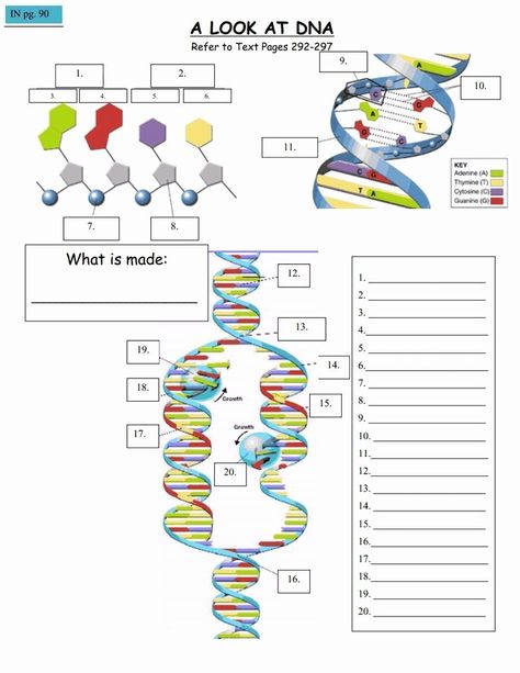 50 Genetics Worksheet Middle School | Chessmuseum Template Library Animal Genetics, Dna Worksheet, Dna Activities, Biology Activity, Elementary Worksheets, Biology Worksheet, Dna Replication, Biology Classroom, High School Biology