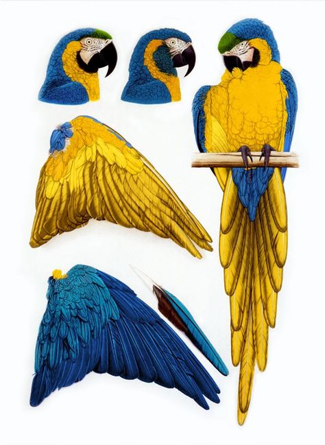 Elizabeth Butterworth, Blue And Gold Macaw, Blue Gold Macaw, Paper Art Sculpture, Animal Templates, Parrots Art, Butterworth, Tea Rooms, Macaw Parrot