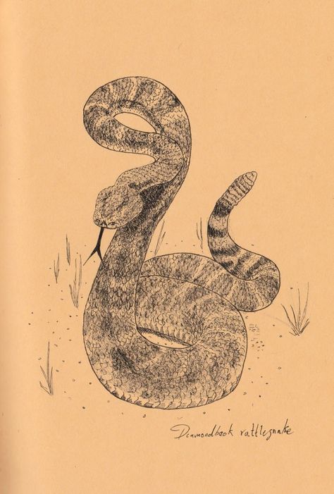 Rattlesnake from red dead redemption 2 Rattlesnake Art Drawings, Diamond Back Rattlesnake Tattoo, Diamondback Rattlesnake Tattoo, Rattlesnake Aesthetic, Rattlesnake Drawing, Diamond Back Rattlesnake, Cobra Drawing, Cottonmouth Snake, Rattlesnake Tattoo