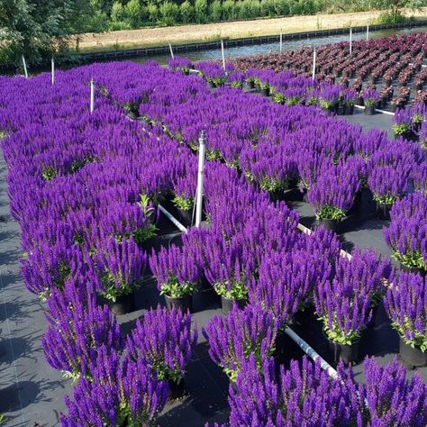 Arid Garden, Salvia Nemorosa, House Yard, Septic System, Container Gardens, Herbaceous Perennials, Backyard Retreat, Desert Plants, Download Images