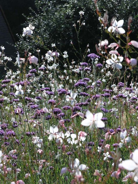 Planting Companions, Verbena Bonariensis, Prairie Garden, Meadow Garden, Dry Garden, Garden Shrubs, Garden Borders, Colorful Garden, Butterfly Garden