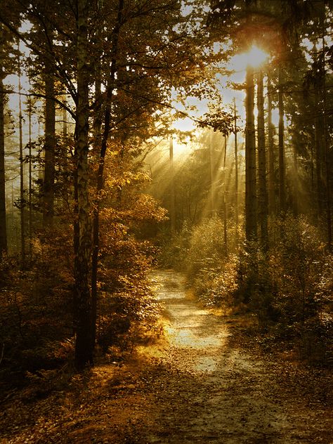 Calming Landscapes, Forest At Sunset, Calm Nature, Woodland Cottage, Forest Sunset, Forest Scenery, Garden Angels, Scenery Pictures, Forest Path