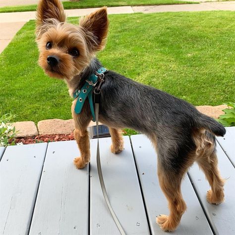 Yorkie Short Haircut, Yorker Haircut, Short Yorkie Haircut, Yorkie Haircut Male, Yorkie Puppy Haircuts, Yorkie Puppy Cut, Yorkie Haircut, Yorkie Hair, Yorkie Cuts