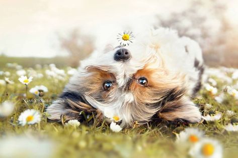 I Photograph My Dogs Enjoying Spring Time | Bored Panda A Lot Of Flowers, Live In Germany, Spring Animals, Spring Photoshoot, Dog Photoshoot, Puppy Photos, Spring Photos, Cute Wild Animals, Cute Animal Pictures