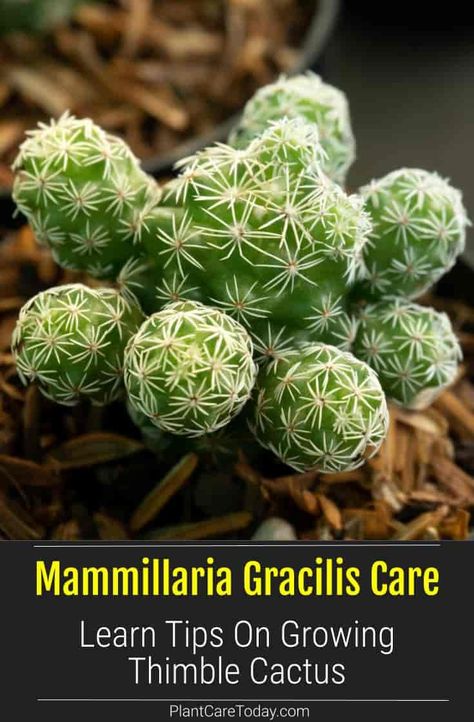 Thimble Cactus, Homestead Gardening, Grow Succulents, Succulent Ideas, Garden Goals, Cactus Plant Pots, Hair Details, Cactus Seeds, Plant People