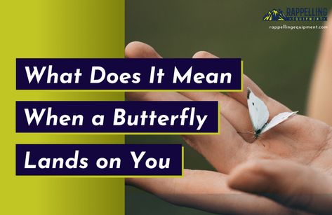 What Does It Mean When a Butterfly Lands on You? Butterfly Landing, Butterfly Meaning, Butterflies Flying, Spiritual Meaning, Good Deeds, White Butterfly, Monarch Butterfly, A Butterfly, Change Your Life