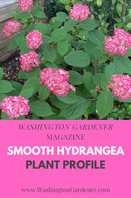 WashingtonGardener: Plant Profile: Smooth Hydrangea Invincibelle Ruby Hydrangea, Mophead Hydrangea, Smooth Hydrangea, Shade Loving Perennials, Hydrangea Arborescens, Shade Garden Plants, Hydrangea Macrophylla, Planting Hydrangeas, Late Spring