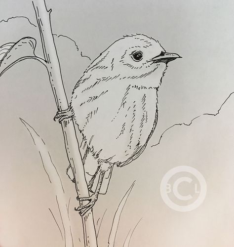 Finch Sketch, Strawberry Finch, Twig Drawing, Branch Drawing, Finch Bird, Finches Bird, Bird Drawing, Tree Sketches, Bird On Branch